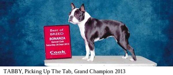 Moe-R Boston Terriers