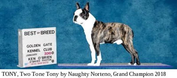 Moe-R Boston Terriers