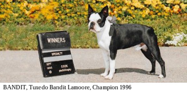 Moe-R Boston Terriers