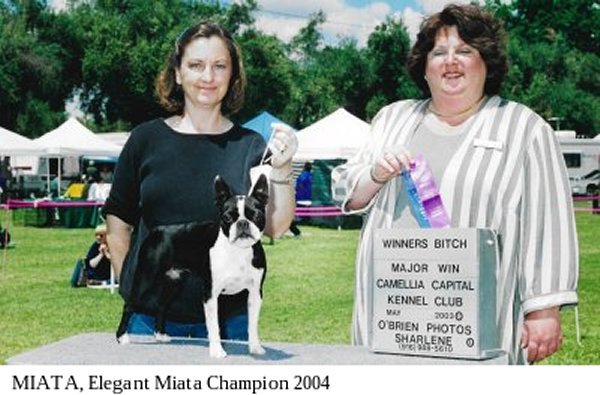 Moe-R Boston Terriers