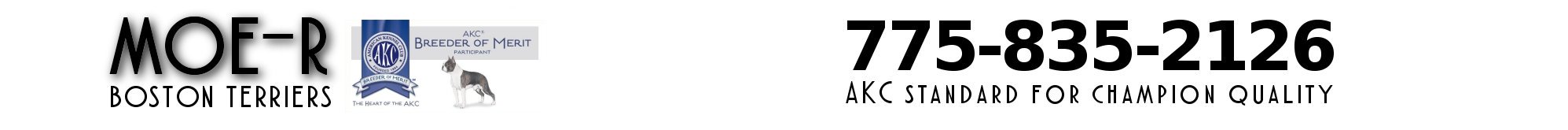 moer-r boston terriers